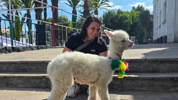 alpaka Arequipa Peru na ulici