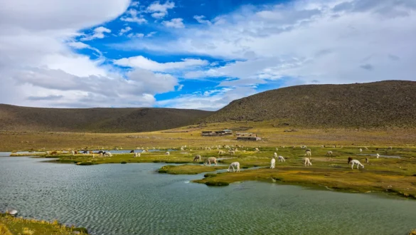 alpake v naravi Colca kanjon Peru