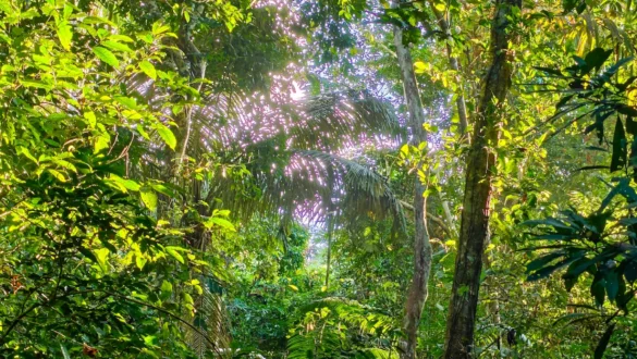 amazonija dzungla pot Peru narava