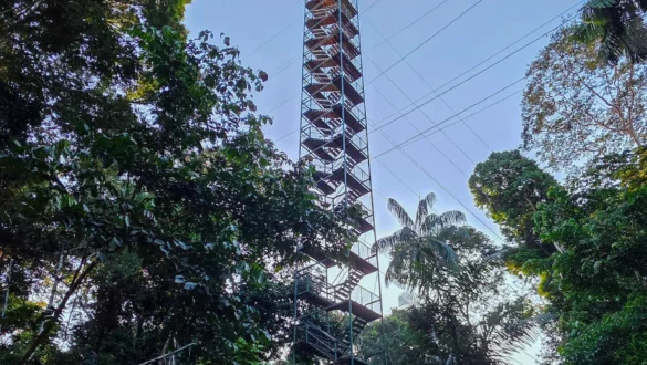 razgledni stolp Amazonija Peru dzungla