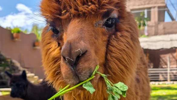 hranjenje alpake Peru