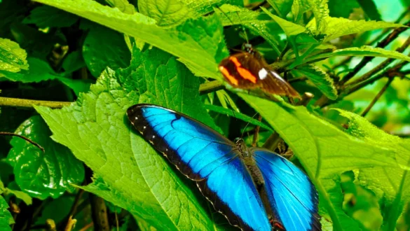 metulj Aguas Calientes Peru vrt metuljev