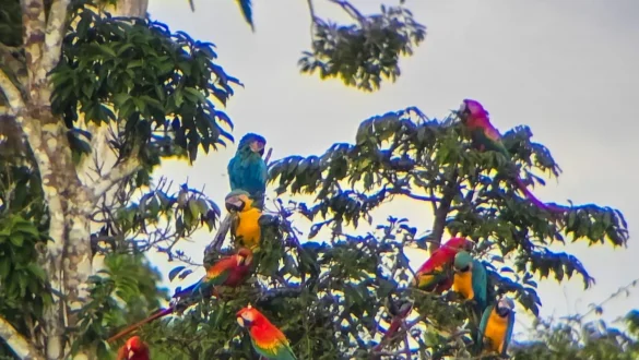 papige are Amazonija Peru