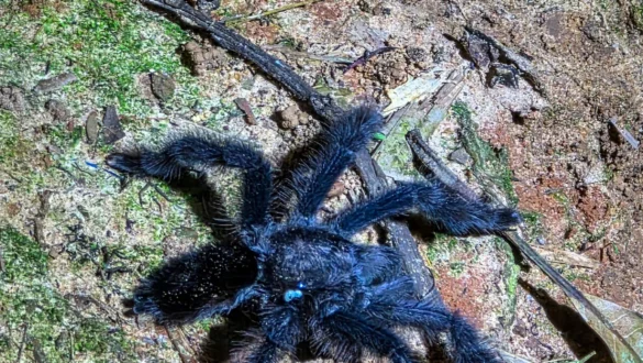 tarantela Amazonija Peru pajek